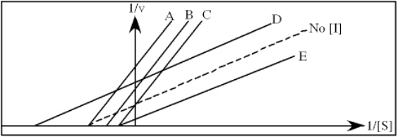 Exhibit 6A This is a reaction going on in your muscle cells right this very minute:   The enzyme triose phosphate isomerase catalyzes this reaction in the forward direction as part of the glycolytic pathway.It follows simple Michaelis-Menten kinetics:   Typical cellular concentrations: triose phosphate isomerase = 0.1 nM Dihydroxyacetone phosphate = 5 µM glyceraldehyde-3-phosphate = 2 µM Refer to Exhibit 6A. Restrainin  is an inhibitor of triose phosphate isomerase.When it is added to cells at a concentration of 0.4 nM,the enzyme's apparent K<sub>M</sub> for the substrate is altered to 100 µM,but the V<sub>max</sub> is unchanged. In the following graph,which line best represents the Lineweaver-Burk plot obtained in the presence of restrainin?   A)  A B)  B C)  C D)  D E)  E