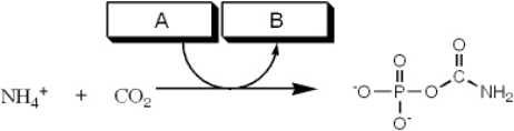Which group of small molecules best fit the boxes associated with the reaction shown?     A)  I B)  II C)  III D)  IV