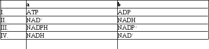 Which group of small molecules best fit the boxes associated with the reaction shown?     A)  I B)  II C)  III D)  IV
