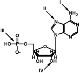 Exhibit 2A   The structure of ATP with various groups labeled. Group III is the entire phosphate group. Refer to Exhibit 2A.Which of the functional groups is the most electrophilic? A)  I B)  II C)  III D)  IV E)  The answer cannot be determined without further information.