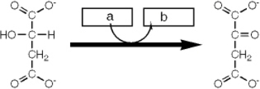 <strong>Which group of small molecules best fit the boxes associated with the reaction shown? </strong> A) I B) II C) III D) IV