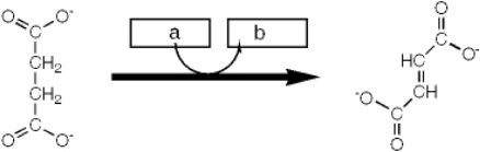 <strong>Which group of small molecules best fit the boxes associated with the reaction shown? </strong> A) I B) II C) III D) IV