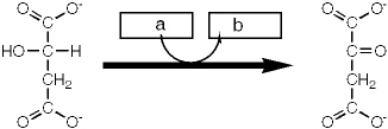 <strong>Which enzyme catalyzes the reaction shown? </strong> A) isocitrate dehydrogenase B) malate dehydrogenase C) fumarase D) succinate dehydrogenase