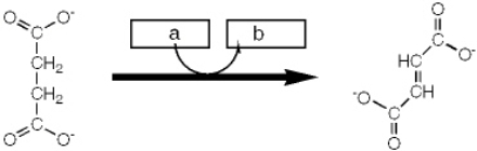 <strong>Which enzyme catalyzes the reaction shown? </strong> A) isocitrate dehydrogenase B) malate dehydrogenase C) fumarase D) succinate dehydrogenase