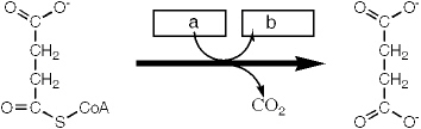 Which enzyme catalyzes the reaction shown?   A)  succinyl-CoA synthetase B)  succinate dehydrogenase C)  pyruvate dehydrogenase D)  a-ketoglutarate dehydrogenase