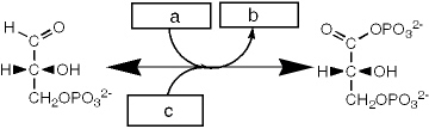 Which group of small molecules best fit the boxes associated with the reaction shown?     A)  I B)  II C)  III D)  IV