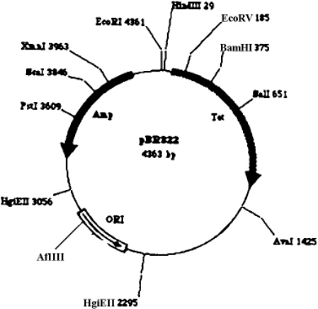 Exhibit 13A This is a map of the pBR322 plasmid,numbers on the map refer to the base where the site is located.   Refer to Exhibit 13A.If a recombinant plasmid were obtained inserting DNA into the AflIII site,the recombinant plasmid would lack which of the following properties? A)  It can replicate autonomously. B)  It will be resistant to the antibiotic tetracycline. C)  It will be resistant to the antibiotic ampicillin. D)  It will possess at lest two promoter sites. E)  All of these are true for the recombined plasmid.