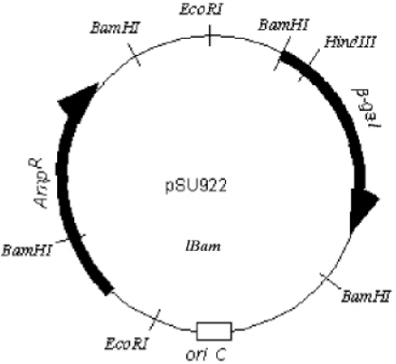 Exhibit 13D The plasmid pSU922 is a circular DNA containing 25000 base pairs.The b-gal gene codes for the enzyme b-galactosidase,the product of which will turn bacterial colonies blue when grown in the presence of X-gal; the Amp<sup>R</sup> gene confers ampicillin resistance.   Refer to Exhibit 13D.In three separate vessels,the plasmid is treated with the restriction endonucleases EcoRI,BamHI,and HindIII.Which of the following best represents the electrophoretic gel one would see from these digests? A)    B)    C)    D)   