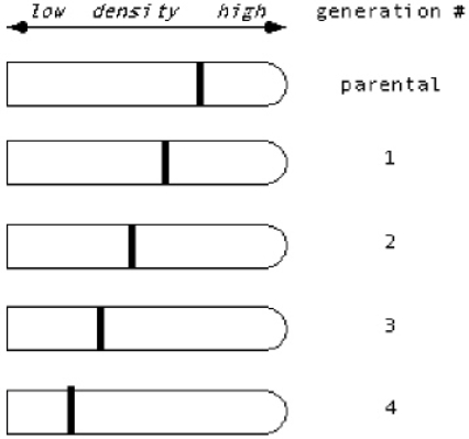 <strong>Suppose Meselson & Stahl had observed the following data in their famous experiment involving a switch from medium containing <sup>15</sup>N to <sup>14</sup>N.What would they have concluded about the nature of DNA replication? </strong> A) They still would have concluded that DNA replication is semiconservative, i.e., each double helix contains one parental strand and one newly synthesized strand. B) They would have concluded that DNA replication is conservative, i.e., one double helix contains only the parental strands, while the other contains only newly synthesized DNA. C) They would have concluded that DNA replication is dispersive/random, i.e., each strand of each double helix contains a mixture of parental and newly synthesized sequences. D) They would have been unable to distinguish which is correct.