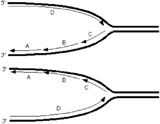 Exhibit 10A Consider the following diagrams showing a replication fork moving from left to right.The thick lines represent the template/parental strands.The 5' and 3' represent the ends of those template/parental strands.   Refer to Exhibit 10A.Which Okazaki fragment was synthesized earliest? A)  A B)  B C)  C D)  D