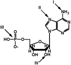 Exhibit 2A The structure of ATP with various groups labeled.Group III is the entire phosphate group.    -Refer to Exhibit 2A. Which of the functional groups cannot function as a hydrogen donor to water? A)  I B)  II C)  III D)  IV E)  All can donate a hydrogen to water.