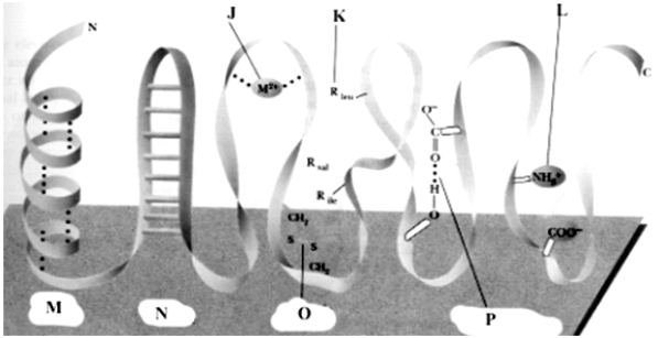 Exhibit 4B    -Refer to Exhibit 4B. Which one shows hydrogen bonding of R-groups? A)  M B)  N C)  P D)  M and N E)  All of these