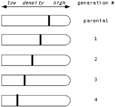 <strong>Suppose Meselson & Stahl had observed the following data in their famous experiment involving a switch from medium containing <sup>15</sup>N to <sup>14</sup>N. What would they have concluded about the nature of DNA replication? </strong> A) They still would have concluded that DNA replication is semiconservative, i.e., each double helix contains one parental strand and one newly synthesized strand. B) They would have concluded that DNA replication is conservative, i.e., one double helix contains only the parental strands, while the other contains only newly synthesized DNA. C) They would have concluded that DNA replication is dispersive/random, i.e., each strand of each double helix contains a mixture of parental and newly synthesized sequences. D) They would have been unable to distinguish which is correct.
