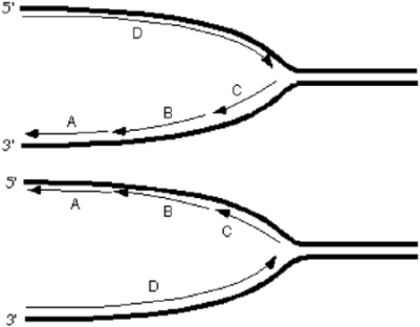 Exhibit 10A Consider the following diagrams showing a replication fork moving from left to right. The thick lines represent the template/parental strands. The 5' and 3' represent the ends of those template/parental strands.    -Refer to Exhibit 10A. Which Okazaki fragment was synthesized earliest? A)  A B)  B C)  C D)  D
