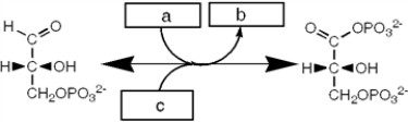 What kind of enzyme catalyzes the reaction shown?   A)  an epimerase B)  an isomerase C)  a mutase D)  a dehydrogenase