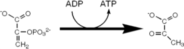 Which enzyme catalyzes reaction the reaction shown?   A)  enolase B)  pyruvate dehydrogenase C)  pyruvate kinase D)  phosphoglycerate mutase