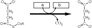 <strong>Which group of small molecules best fit the boxes associated with the reaction shown? \begin{array} { l l l } & \text { a } & \text { b } \\ \text { I. } & \mathrm { NAD } ^ { + } & \mathrm { NADH } \\ \text { II. } & \mathrm { NADP } ^ { + } & \mathrm { NADPH } \\ \text { III. } & \mathrm { ADP } ^ { + } + \mathrm { P } _ { i } & \mathrm { ATP } ^ { \mathrm { IT } } \\ \text { IV. } & \mathrm { FAD } &\ { \mathrm { FADH } } \end{array} </strong> A) I B) II C) III D) IV