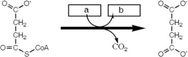 Which enzyme catalyzes the reaction shown?   A)  succinyl-CoA synthetase B)  succinate dehydrogenase C)  pyruvate dehydrogenase D)  α-ketoglutarate dehydrogenase