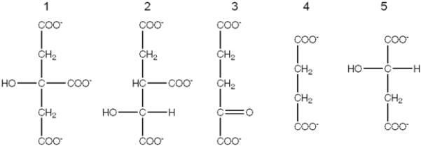 Exhibit 19A The following compounds are all intermediates in the citric acid cycle.    -Refer to Exhibit 19A. Which intermediate does FAD oxidize? A)  2 B)  3 C)  4 D)  5 E)  More than one of these is oxidized by FAD.