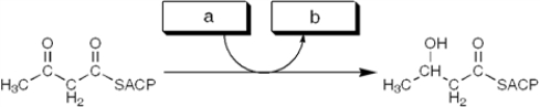 The enzyme activity catalyzing the reaction shown is best termed a   A)  reductase B)  ketothiolase C)  transferase D)  dehydratase