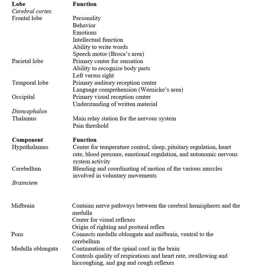 The cerebral cortex is the cerebrum's outer layer of nerve cell bodies. The cerebral cortex is the center for humans' highest functions, governing thought, memory, reasoning, sensation, and voluntary movement. Each half of the cerebrum is a hemisphere, and each hemisphere is divided into four lobes: frontal, parietal, temporal, and occipital.