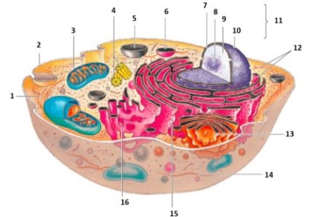 Figure    -All cells are fundamentally similar at a structural level.Using the accompanying diagram of a generalized human cell,name as many of the numbered labels as you can to illustrate this idea.