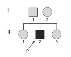 Figure 3.15 Interpret the pedigree in the accompanying figure by describing each symbol and number.How might the information from this pedigree be used by clinicians and researchers?