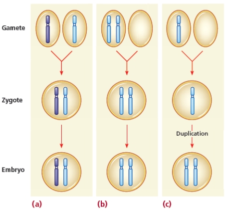   -Describe normal embryo formation and two mechanisms of nondisjunction represented in the figure and identify the consequences of these chromosomal anomalies.