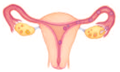 Figure    -The accompanying figure illustrates the process of human development from fertilization to implantation.Describe what happens from day 1 through days 6-7 of this process.