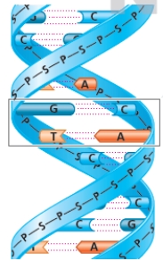 Figure    -Describe the structure of DNA using the accompanying figure as a reference.
