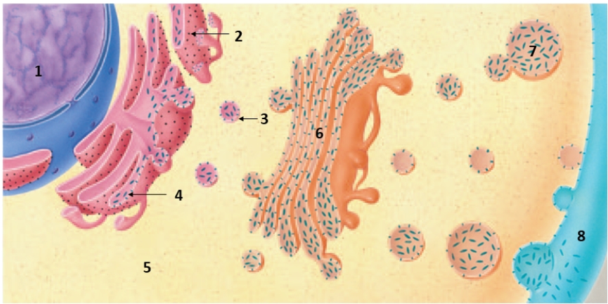 Figure    -Summarize the sequence of processing,sorting,and transport of proteins synthesized in a human cell.Then indicate which cell component corresponds with each number above.