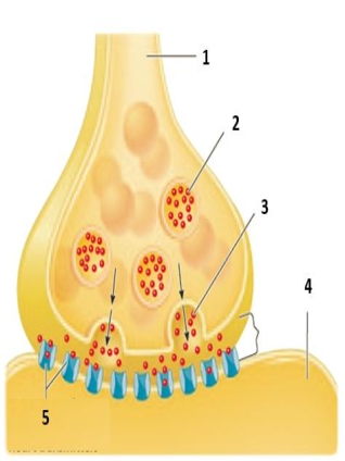 Figure     -Identify the numbered items in the accompanying figure.Include the following terms in your description. presynaptic neuron postsynaptic neuron neurotransmitters waiting to be released neurotransmitters released by the nerve impulse synapse receptors with bound neurotransmitters