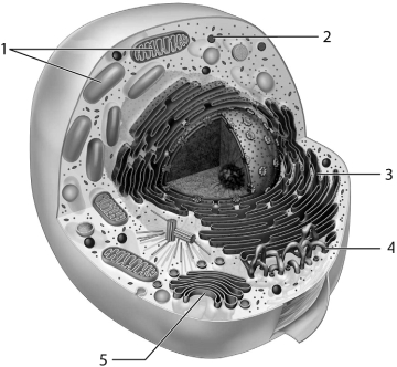    Use the figure above to answer the corresponding questions. -Which organelle contains structures that bind to docking-marker acceptors? A) 1 B) 2 C) 3 D) 4 E) 5