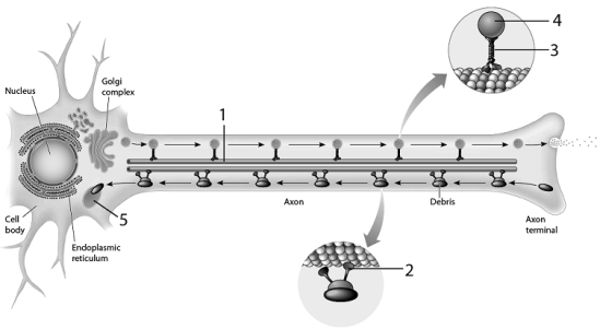    Use the figure above to answer the corresponding questions. -Which number identifies a structure that utilizes hydrolases to perform its function? A) 1 B) 2 C) 3 D) 4 E) 5