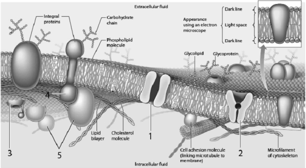    Use the figure above to answer the corresponding questions. -Which protein could represent the GLUT protein in the membrane of an intestinal cell? a.1 b.2 c.3 d.4 e.5