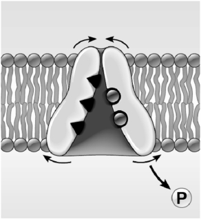    Use the figure above to answer the corresponding questions. -Describe the transport of glucose out of an intestinal cell and into the blood.