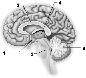    Use this figure to answer the corresponding questions. -Which number identifies the part of the brain that contains  centers  that regulate the heart, breathing, and digestive activities? a.1 b.2 c.3 d.4 e.5