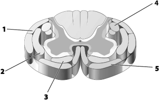    Use this figure to answer the corresponding questions. -Which number identifies the tract that conducts impulses to neurons resulting in a person being able to raise the arm when asked to do so? a.1 b.2 c.3 d.4 e.5