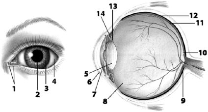    Use the figure above to answer the corresponding questions. -Match the following structures with the appropriate letter.Some letters may be used more than once.  ______Posteriar cantinuation of the carnea _______Cantracts and relazes far clear facusing _______Partrespansible far different eye colars _______The anly item labeled that is not a physical structure _______The  blind spot  _______Fluid that is continually repiaced _______Becomes taut when viewrin dbjects far avay _______Repion that cantans anly cane photareceptors _______Repian that contains all types af phatoreceptors _______Prachuces the fluid that contacts the carmea _______The non-retinal layer closest to rods and canes _______Faund within the macula lutea _______Cantracts different muscles to adjust the amaunt of light entering the vitreaus humor
