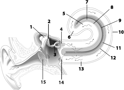     Use the figure above to answer the corresponding questions. -Match the following structures with the appropriate letter.Some letters may be used more than once.  ______Chamber that contans hair cells for hearng ______Membrane in which steracilia for hearing are embedded ______Number identifying the helicotrema ______Cantains endolymph ______Identifies the oval wincow ______Identifes the orpan that contains hair cells sensitive to  50 u n d  vibrations 
