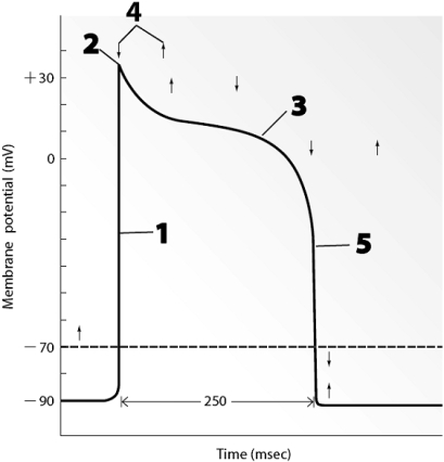    Use this figure to answer the corresponding questions. -Identify the location(s) where  ordinary  voltage-gated potassium channels are open. a.1 only b.only between 2 and 3 c.only between 3 and 4 d.2, 3, 4 e.5 only