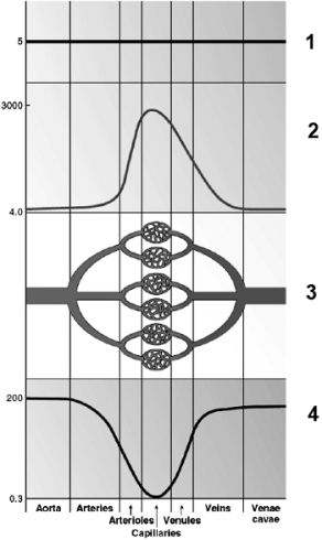    Use this figure to answer the corresponding questions. -Number ____ identifies the total cross-sectional area in cm². a.1 b.2 c.3 d.4 e.None of these