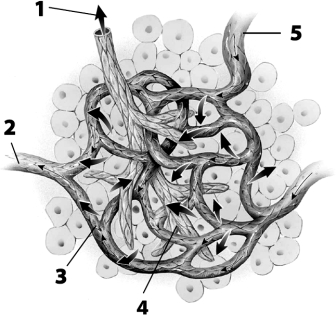    Use this figure to answer the corresponding questions. -Which vessel(s) contains overlapping endothelial cells? a.vessels 1 and 2 b.vessel 2 only c.vessels 2 and 4 d.vessel 4 only e.vessels 2, 3, and 5