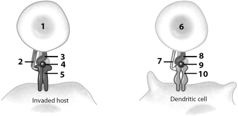    Use this figure to answer the corresponding questions. -Number ____ identifies a helper T cell's co-receptor, called ____________________.
