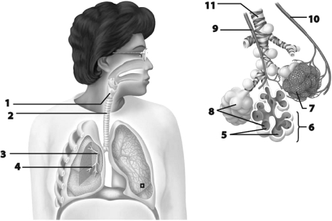    Use this figure to answer the corresponding questions. -The structure labeled 3 is the right ________.