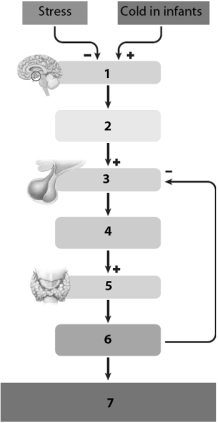    Use this figure to answer the corresponding questions. -The hormone labeled number ____ is called ____________________, and it binds to a highly selective globulin when being transported in the blood.