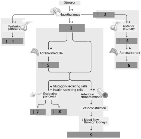    Use this figure to answer the corresponding questions.Pay close attention to the small arrows within each box on the figure when answering the questions below. -Three vasoconstrictors in this figure include: ____________________ (labeled number ____), ____________________ (labeled number ____), and ____________________ (labeled number ____).