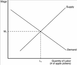 Figure 18-9   -Refer to Figure 18-9. If the apple pickers start working fewer hours because they are taking more vacation time, the equilibrium wage will A)  fall below w1 due to a shift in demand. B)  fall below w1 due to a shift in supply. C)  rise above w1 due to a shift in demand. D)  rise above w1 due to a shift in supply.