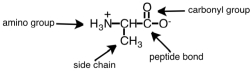 The amino acid shown below correctly labeled.  