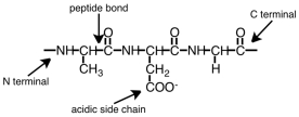 The given protein segment is correctly labeled.  